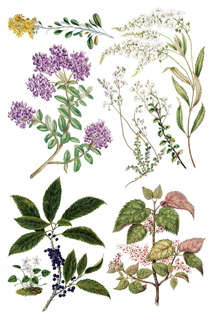SARAH FEATON’S BOTANICALS